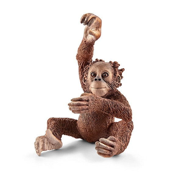 Orang-Utan Junges