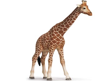 Giraffenkuh
