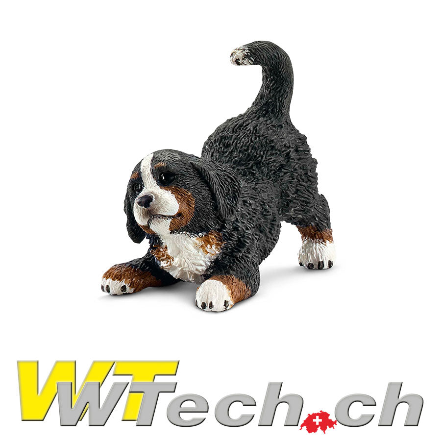 Berner Sennenhund Welpe