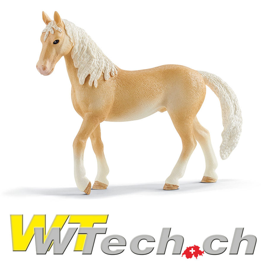 Achal Tekkiner Hengst 13x4x11