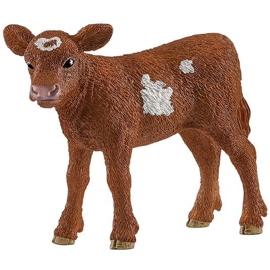 Texas Longhorn Kalb