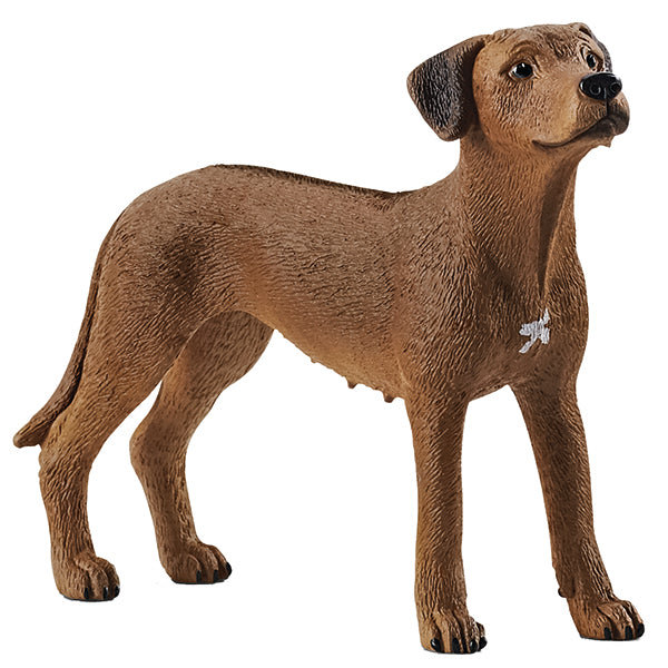 Rhodesian Ridgeback