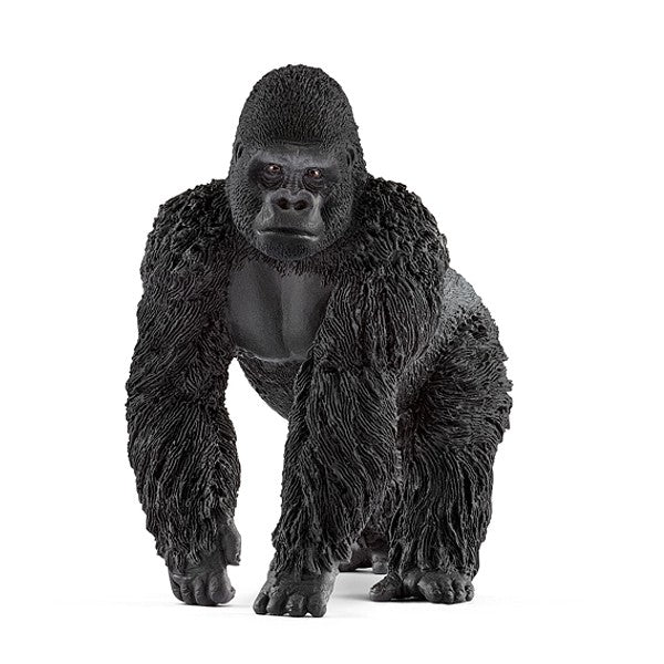 Gorilla Männchen