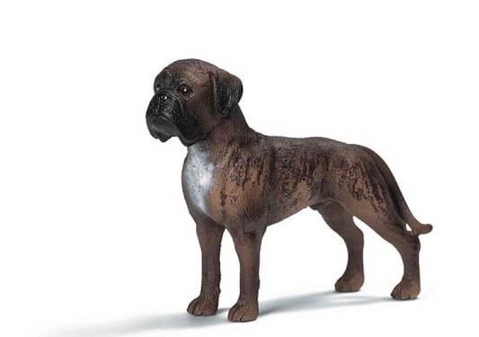 Boxer Rüde