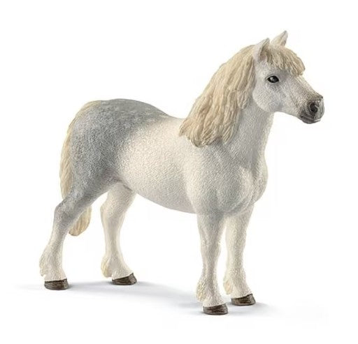 Welsh-Pony Hengst