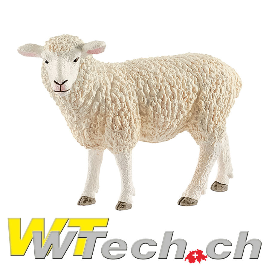 Schaf
