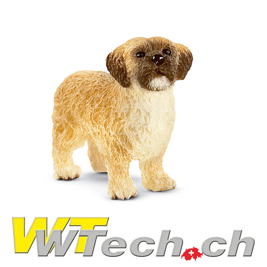 Shi Tzu Malteser Mix