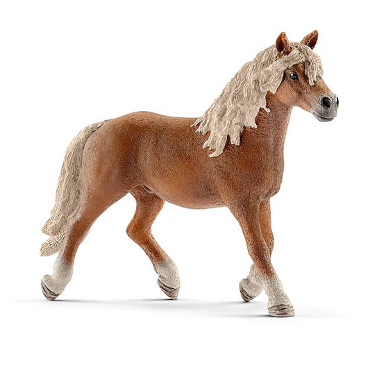 Haflinger Hengst