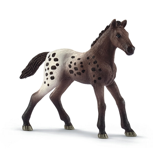 Appaloosa Fohlen