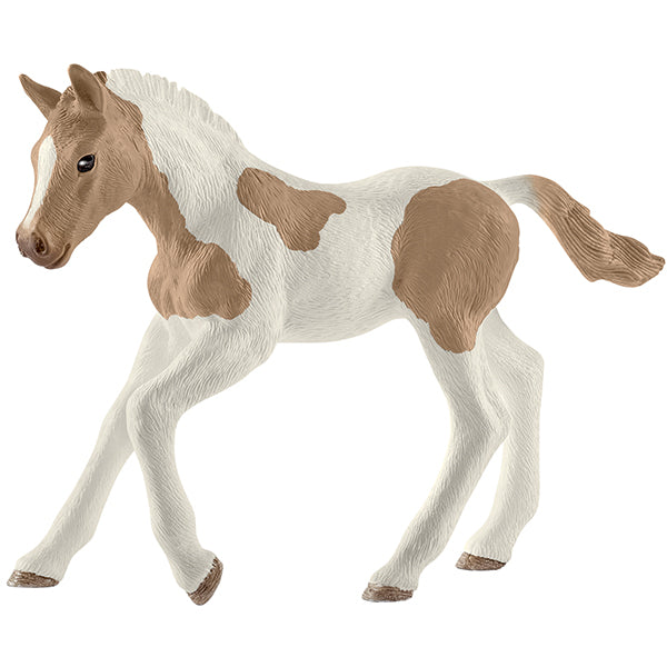 Paint Horse Fohlen