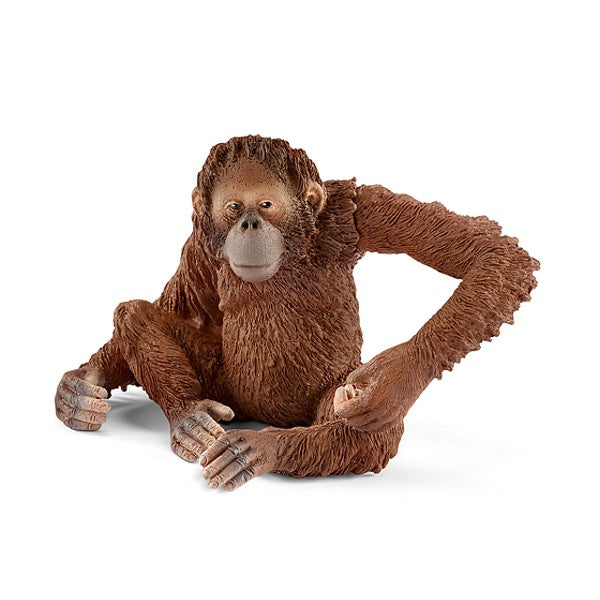 Orang-Utan Weibchen mit beweglichem Arm