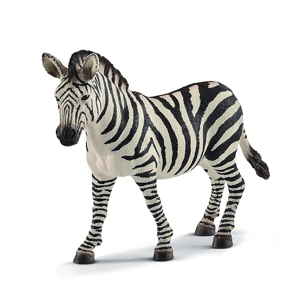 Zebra Stute