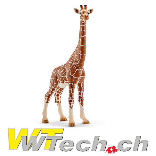 Giraffenkuh