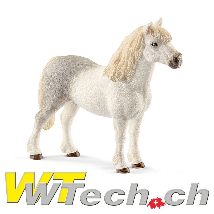 Welsh-Pony Hengst