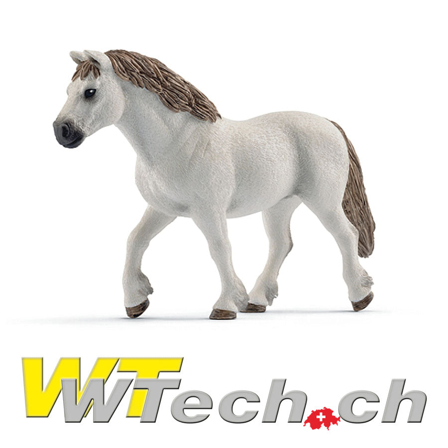 Welsh-Pony Stute