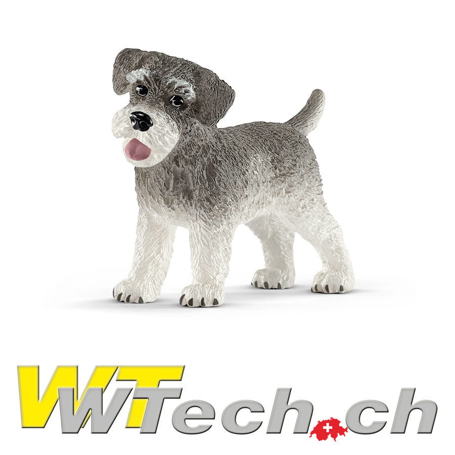 Zwergschnauzer