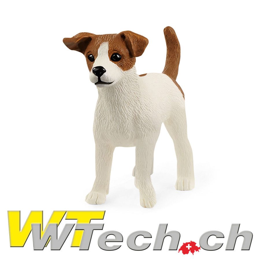 Jack Russell Terrier