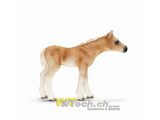 Haflinger Fohlen